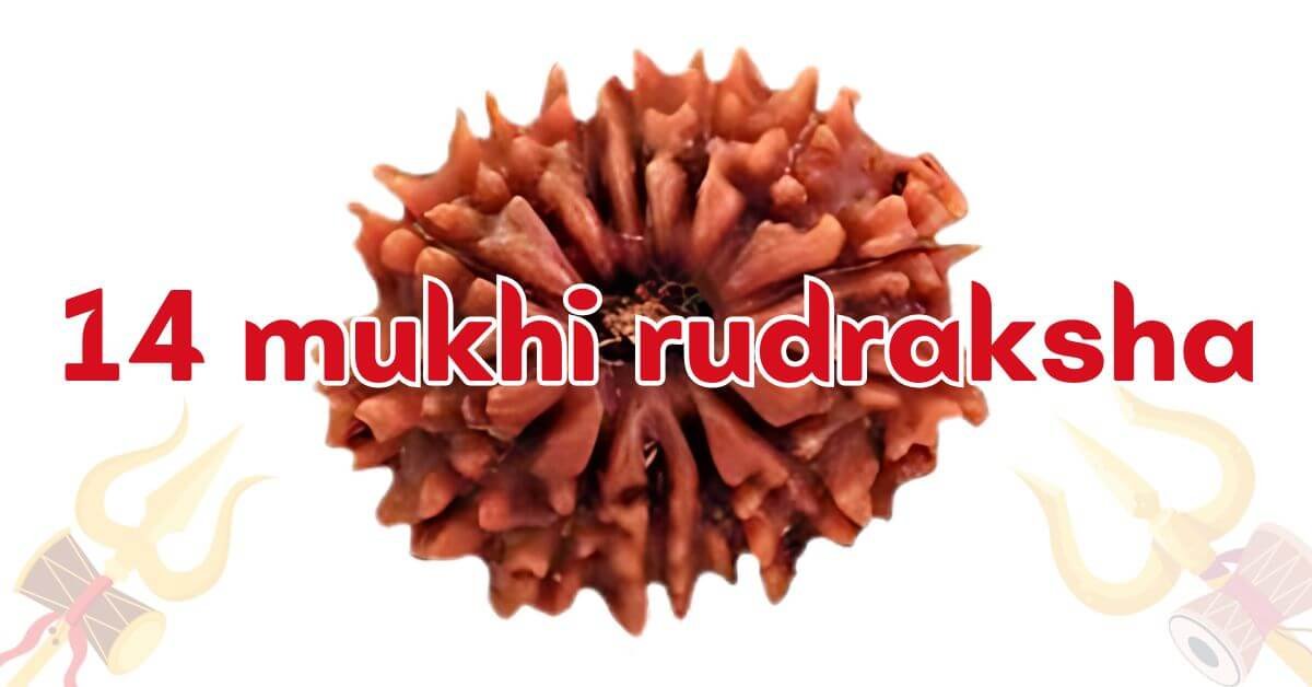 14 mukhi rudraksha