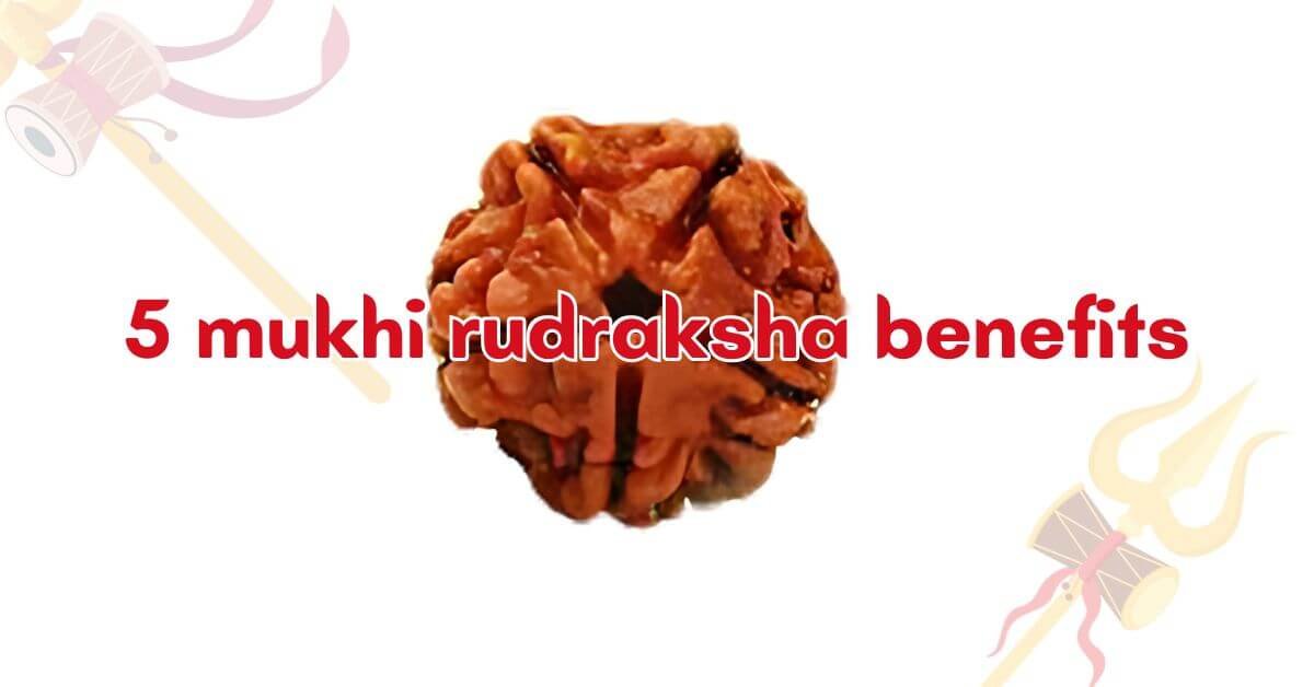 5 mukhi rudraksha benefits | Authentic Rudraksha beads from Rudraksham.in