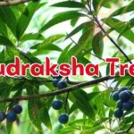 Rudraksha Tree: Everything You Need to Know 2025