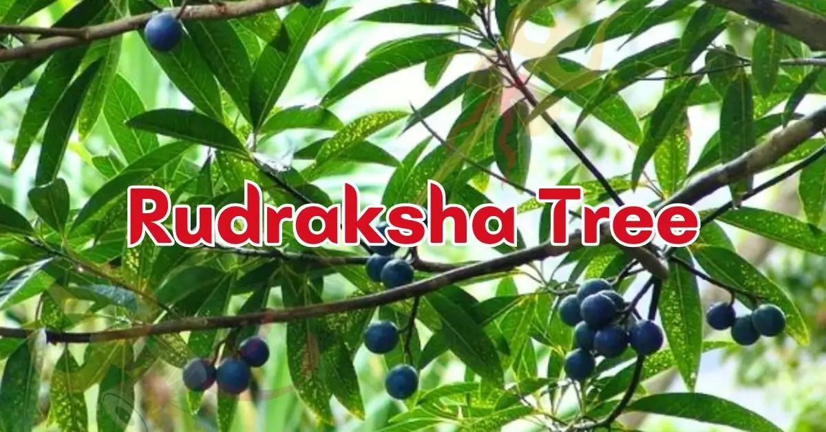 Rudraksha Tree: Everything You Need to Know 2025