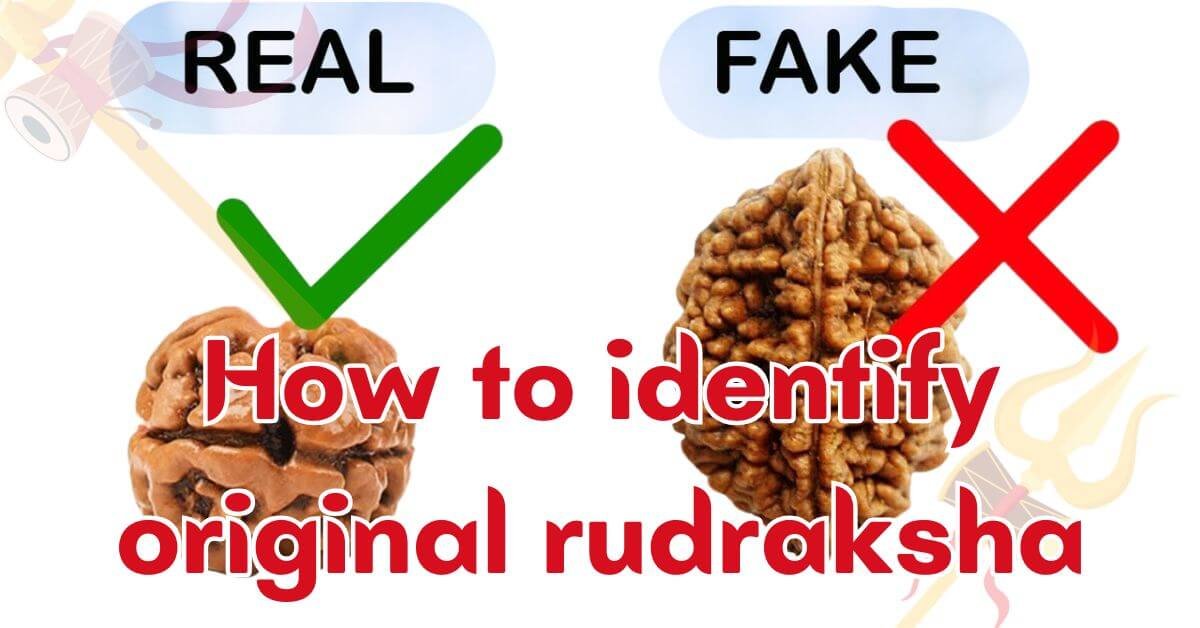 how to identify original rudraksha